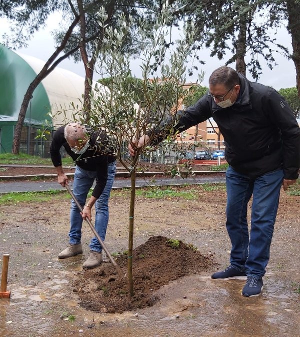 Piantiamo il nostro Ulivo...